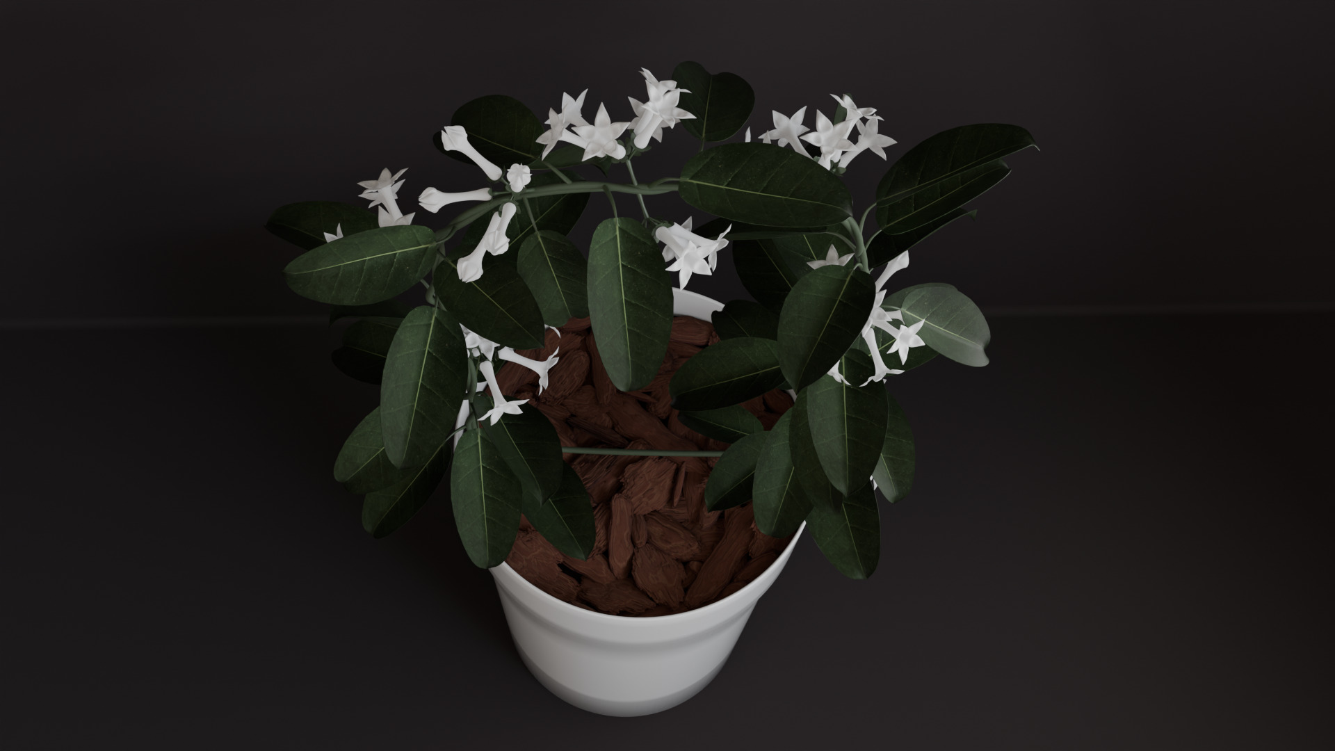 Stephanotis Floribunda 3D model_4