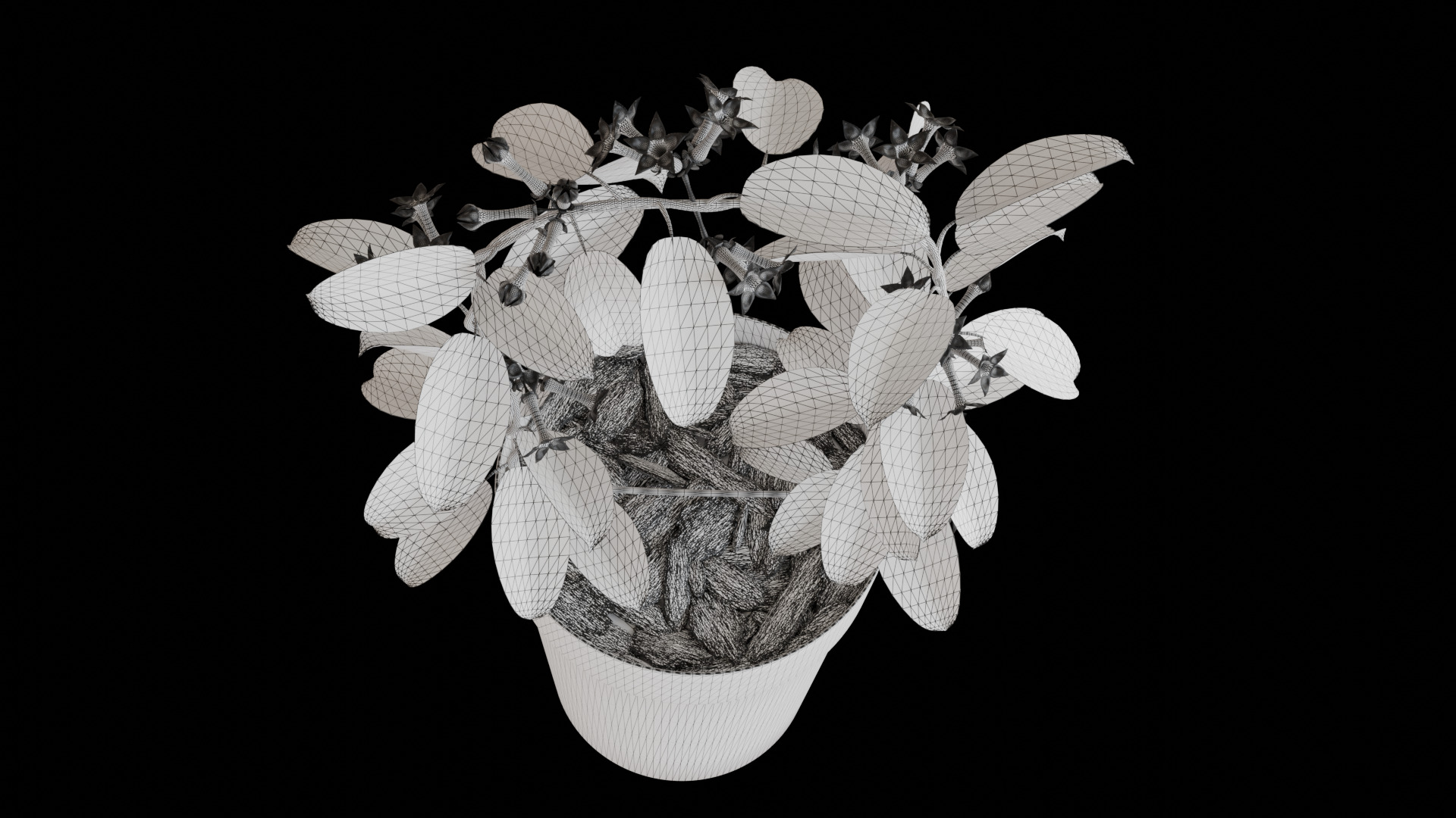 Stephanotis Floribunda 3D model_5