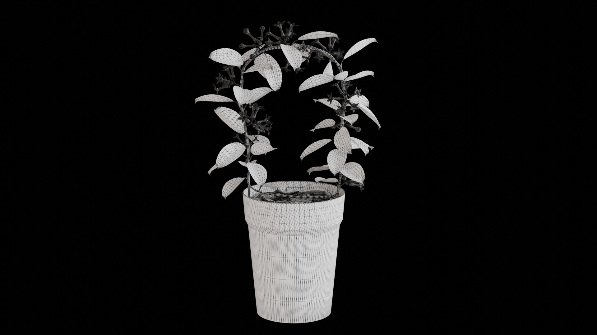 Stephanotis Floribunda 3D model_1