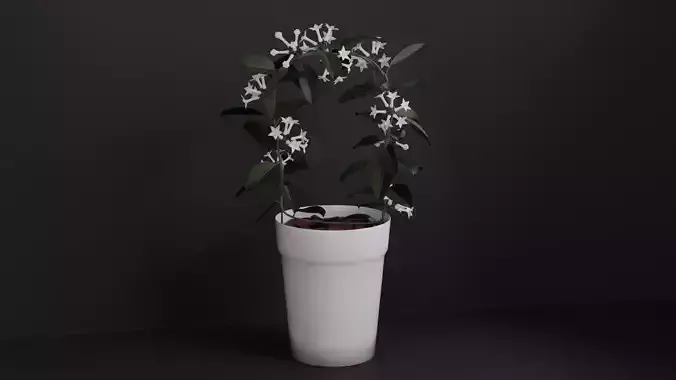 Stephanotis Floribunda 3D model