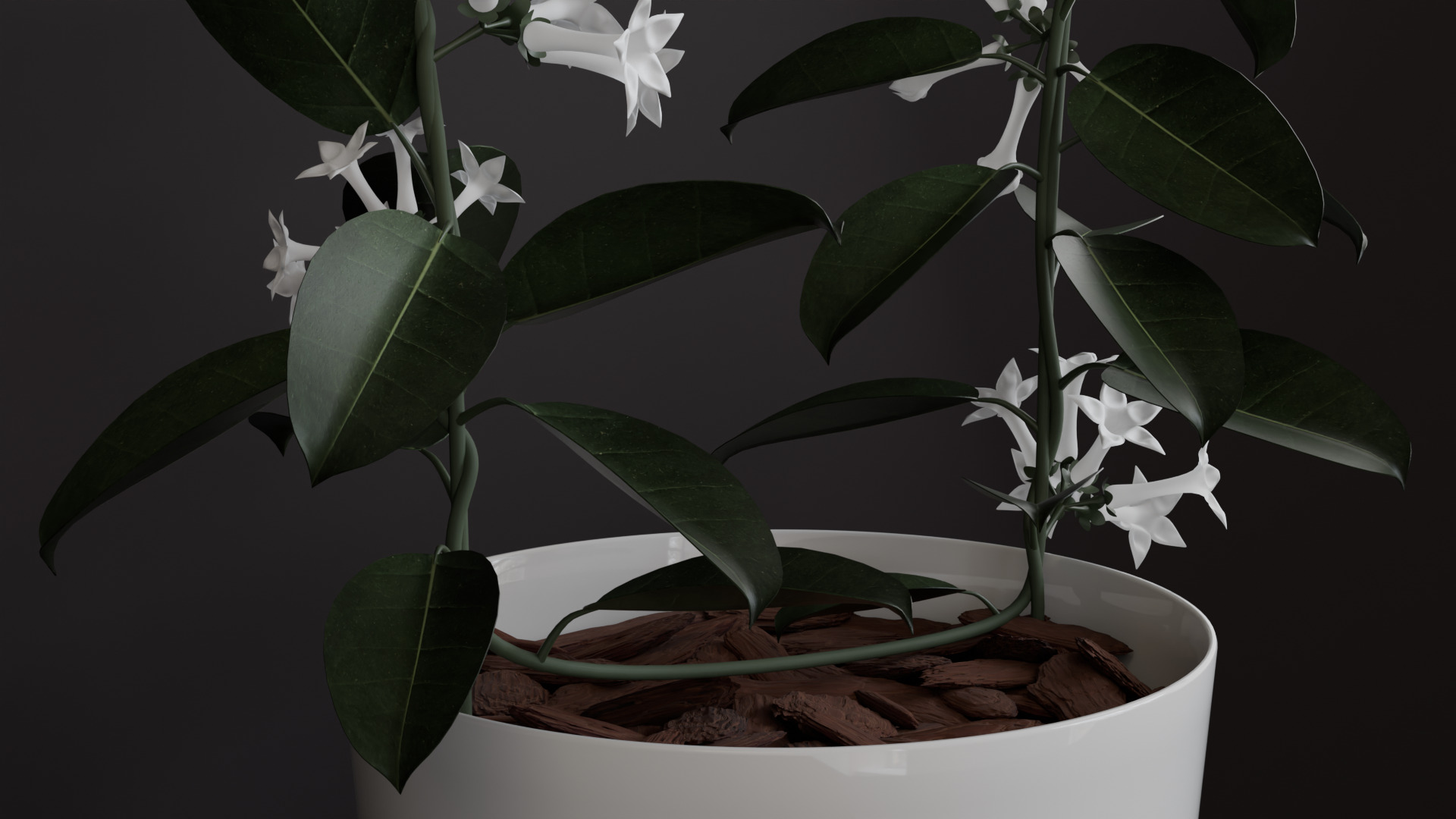 Stephanotis Floribunda 3D model_2