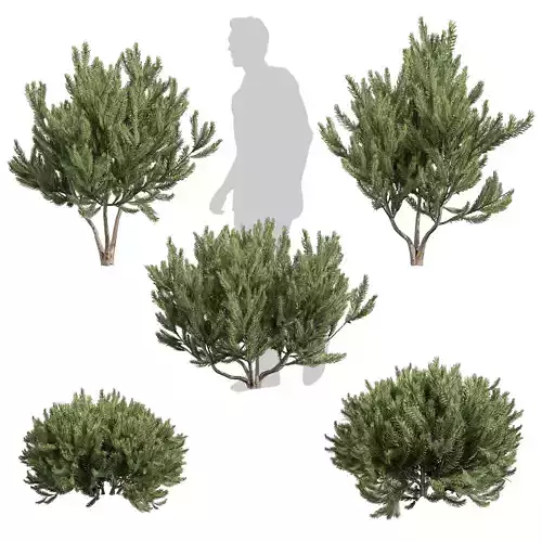 Realistic Pinus Mugo Bog Pine - Vol 621 - 3d plant model - bush