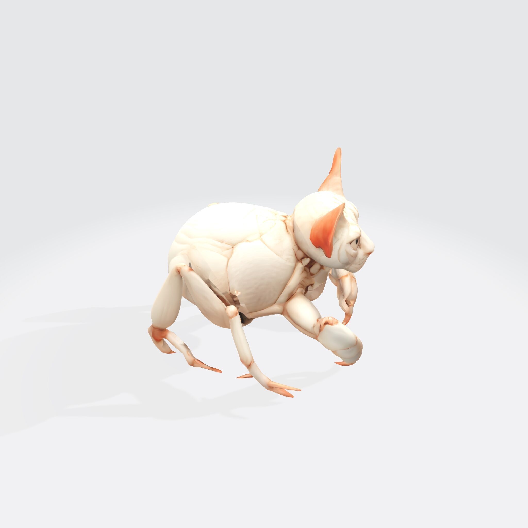 Hybrid Sphynx Cat Creature with Insect Legs 3D model_3