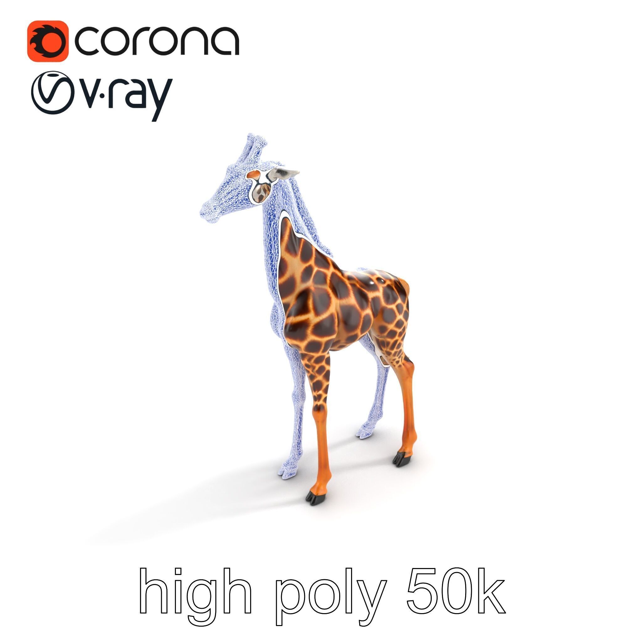 Masai Giraffe Detailed Texture Model Pack Low-poly 3D model_12