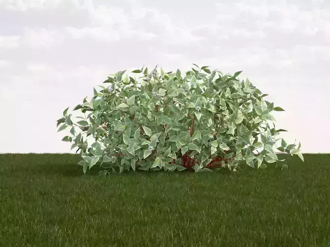 Cornus alba elegantissima