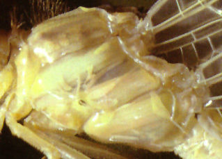 Dragonfly Free 3D model_8