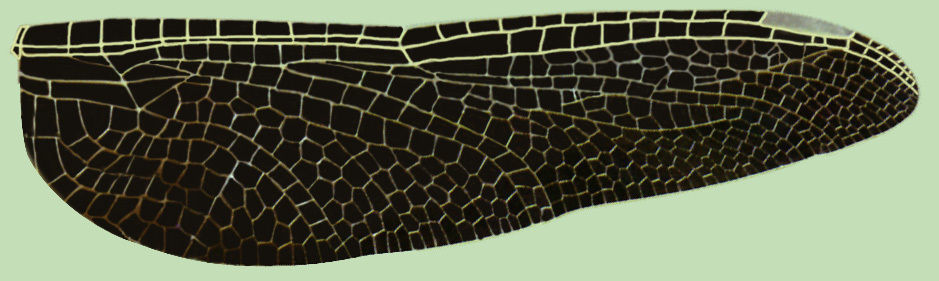 Dragonfly Free 3D model_5