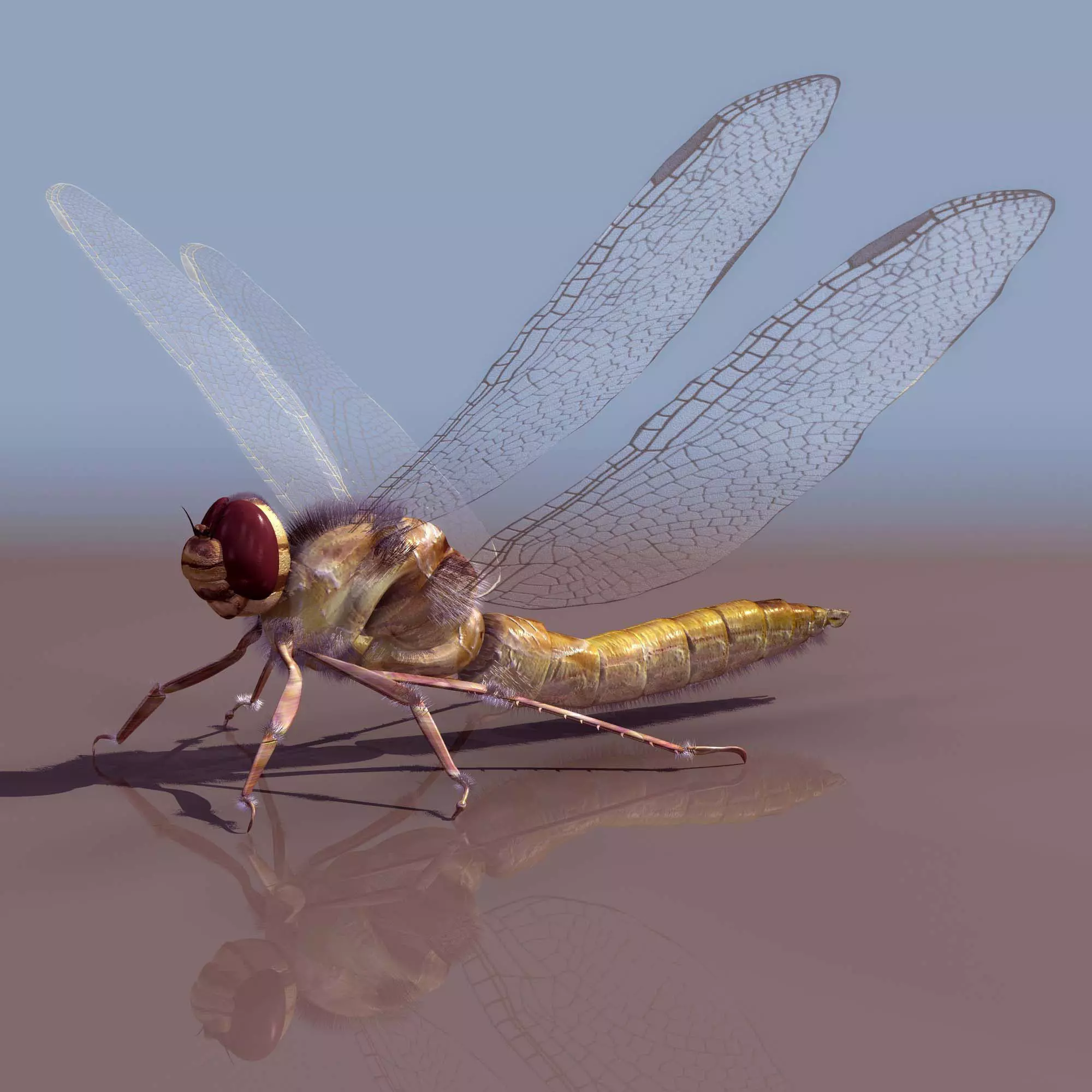 Dragonfly Free 3D model_0