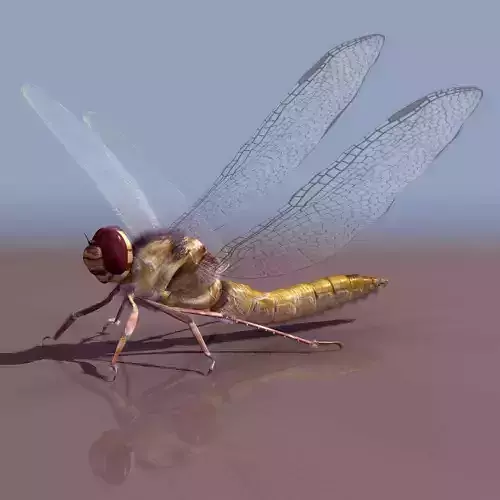 Dragonfly Free 3D model