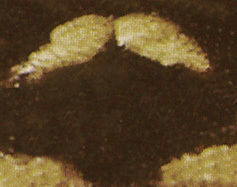 Dragonfly Free 3D model_1