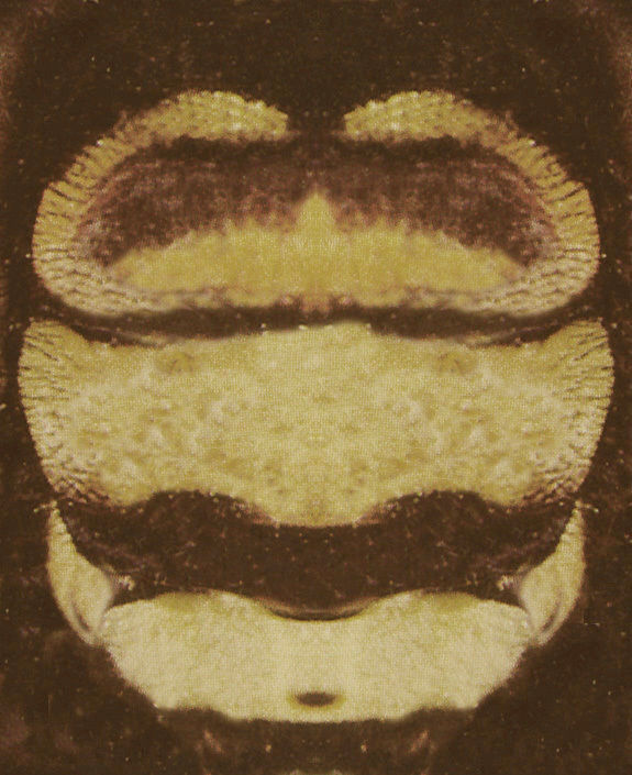 Dragonfly Free 3D model_10