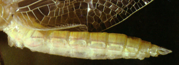 Dragonfly Free 3D model_4