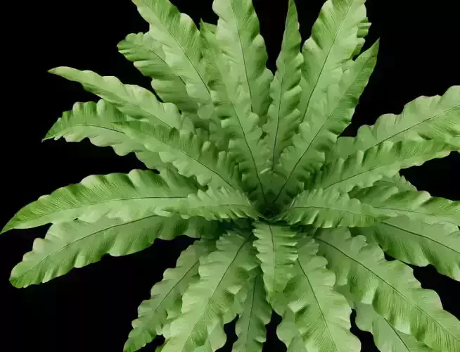 A model of a shrub - like green plant with slender leaves 3D model