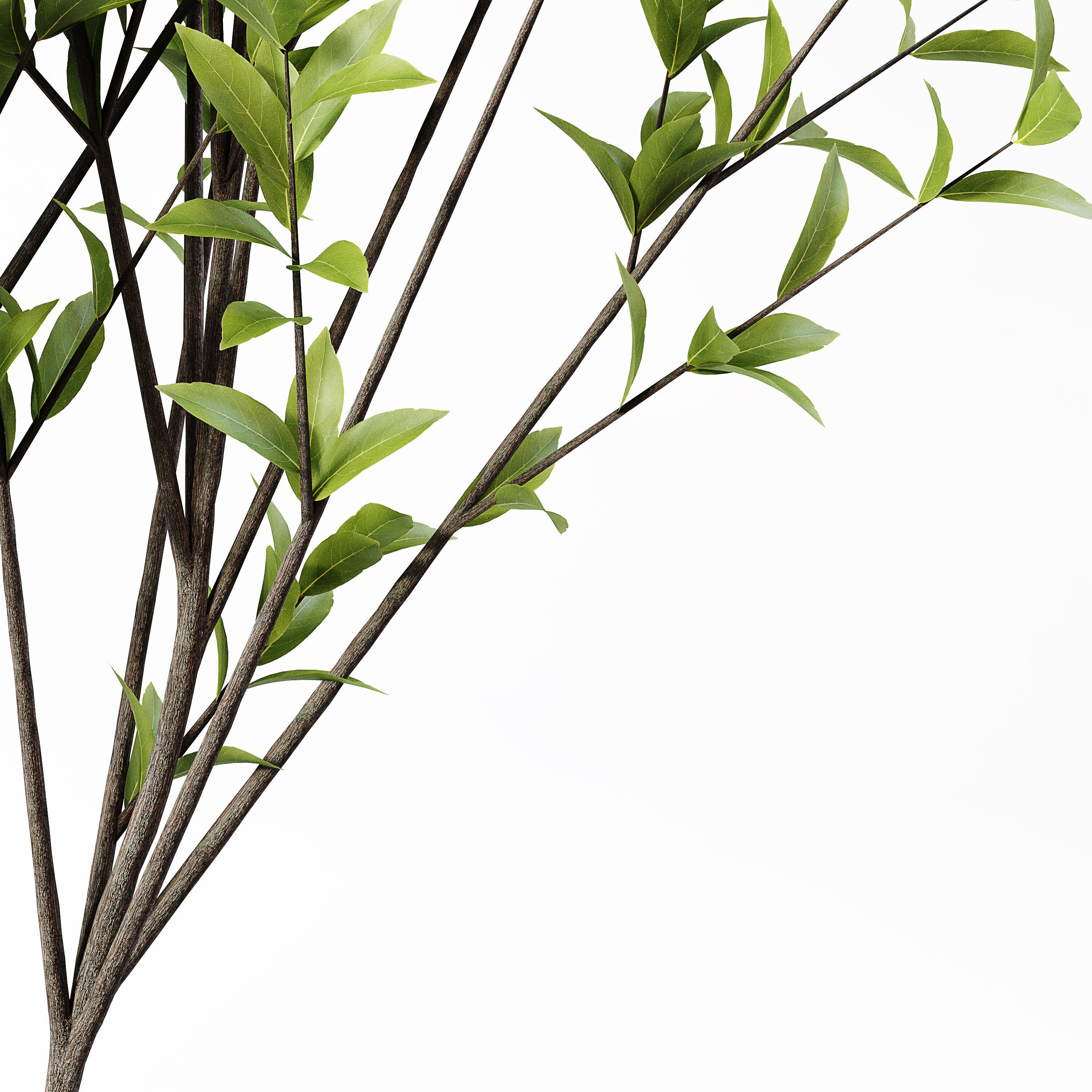 Indoor Plant 24 Low-poly 3D model_2