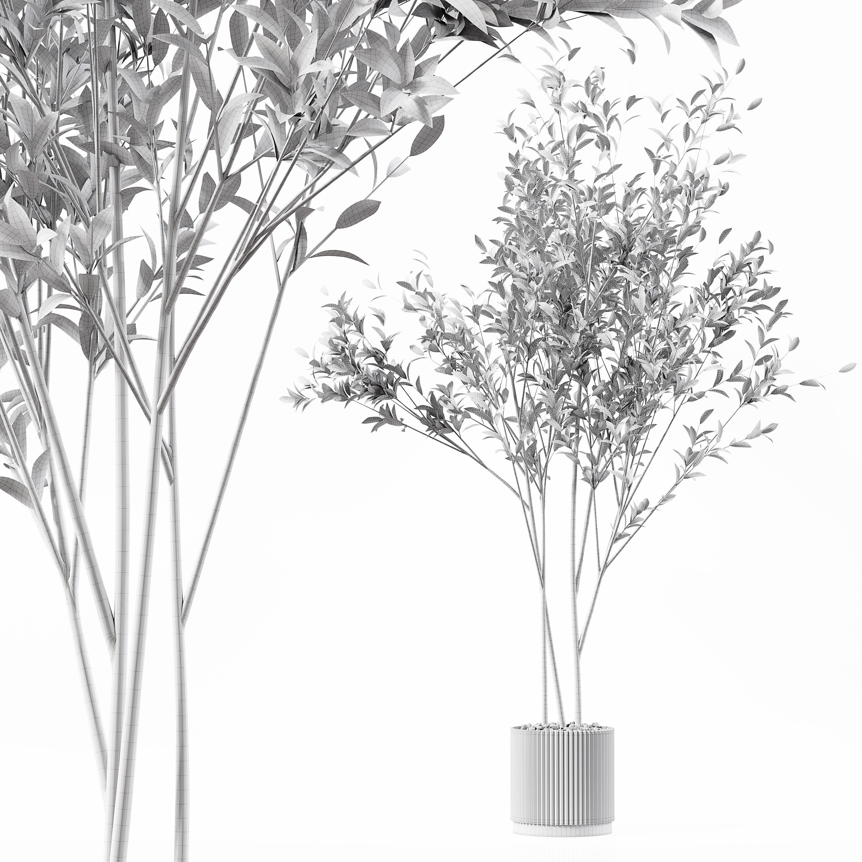 Indoor Plant 24 Low-poly 3D model_3