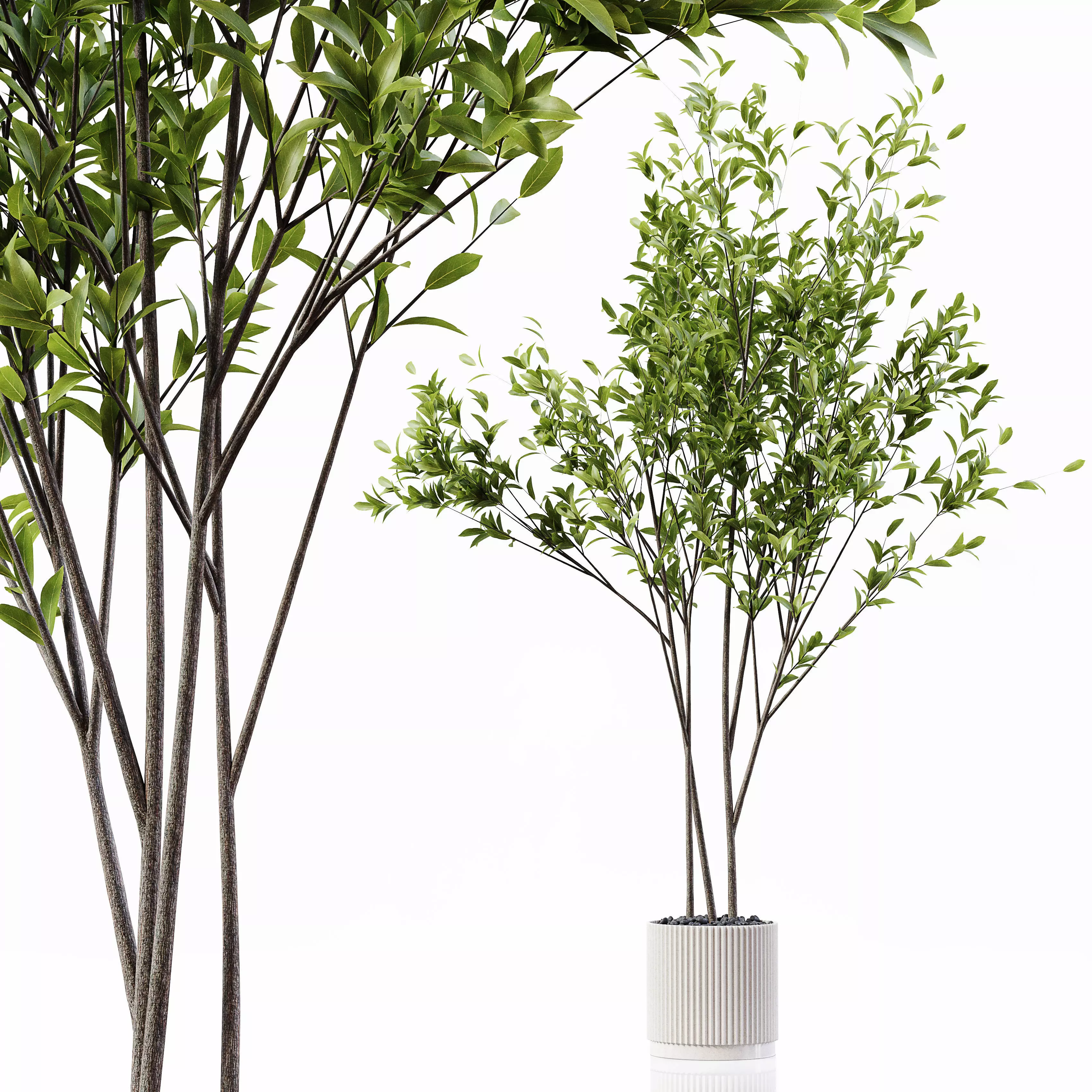 Indoor Plant 24 Low-poly 3D model_0