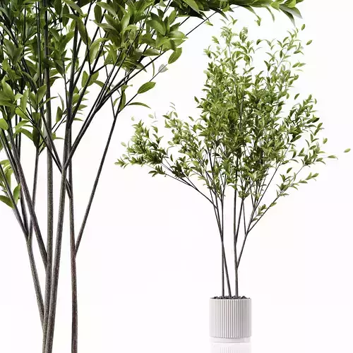 Indoor Plant 24 Low-poly 3D model