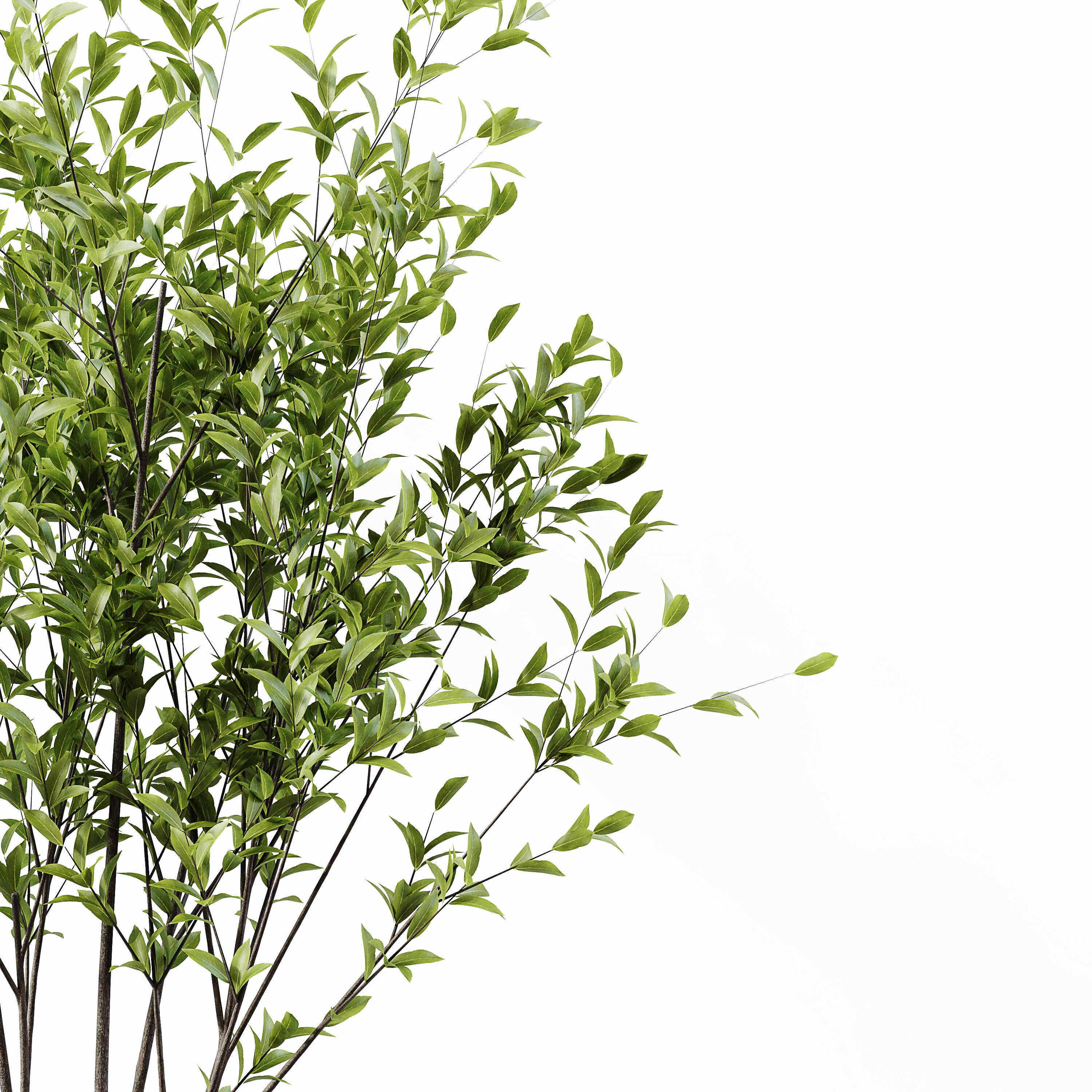 Indoor Plant 24 Low-poly 3D model_1