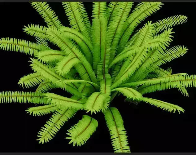 A model of a shrub - like green plant with slender leaves1 3D model