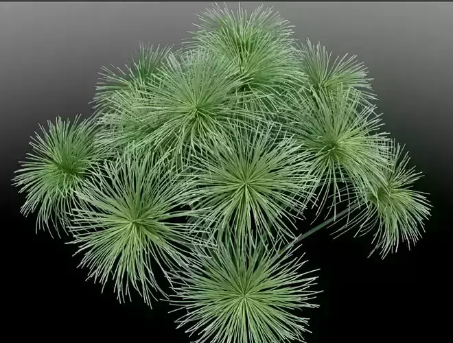 Green small grass ornamental plant model 3D model
