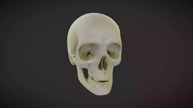 Human Skull