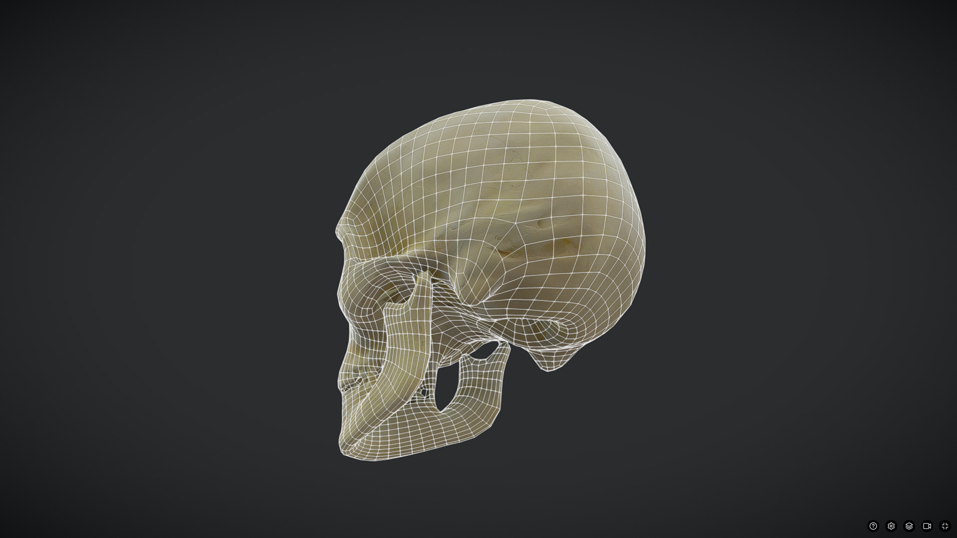 Human Skull Low-poly 3D model_4