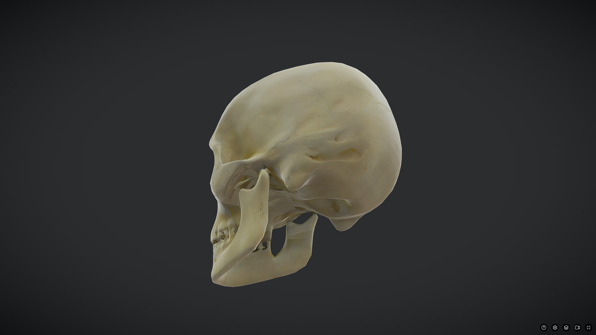 Human Skull Low-poly 3D model_3