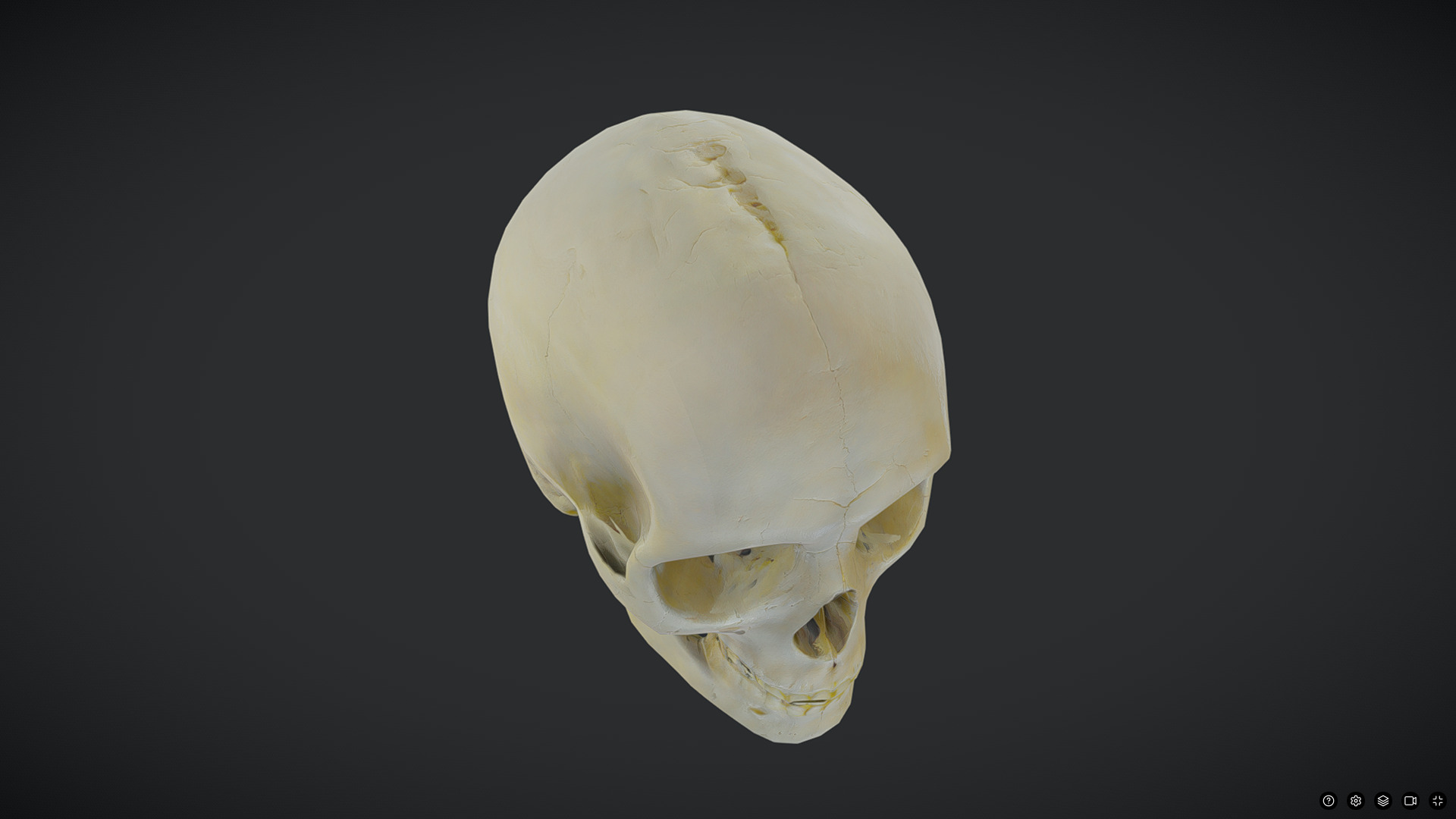 Human Skull Low-poly 3D model_5