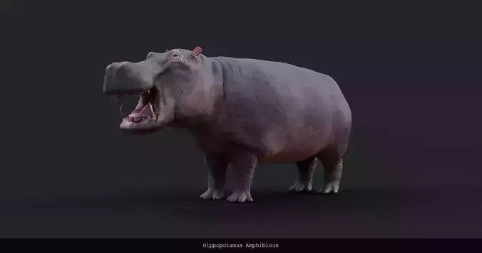 Hippopotamus Amphibious - rigged 3D model