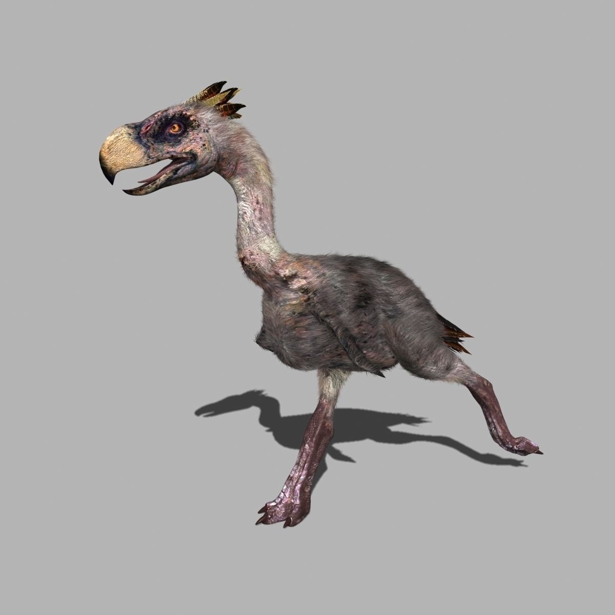 Terror Bird Phorusrhacos 3d model 3D model_4