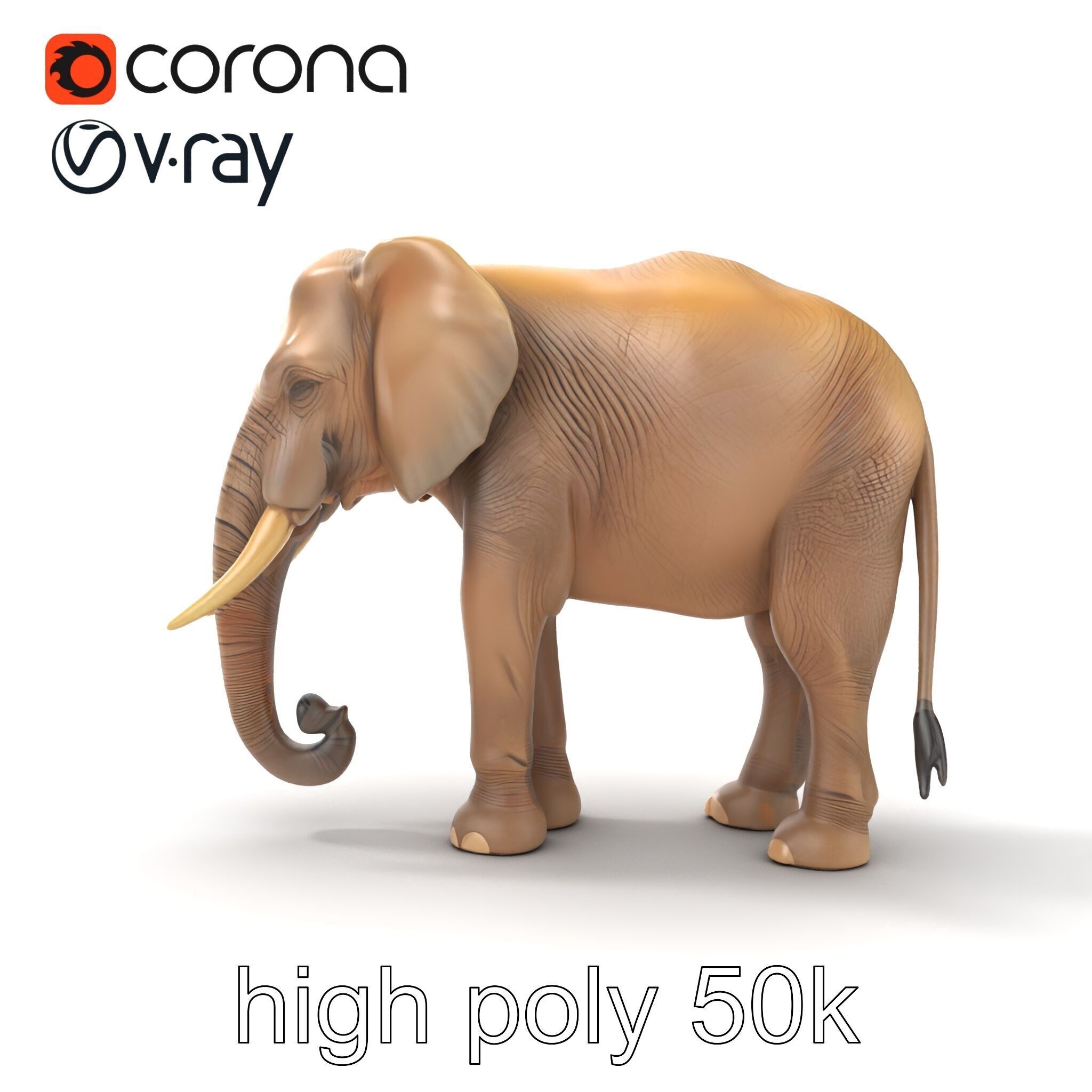 Elder Elephant Model Pack with Detailed Wrinkles Low-poly 3D model_24