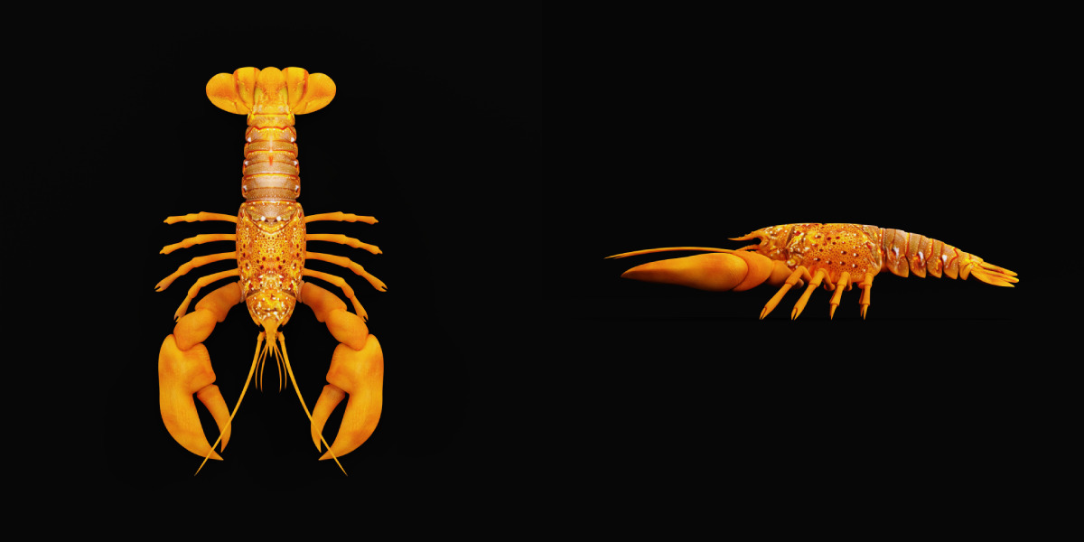 American Lobster Low-poly 3D model_5