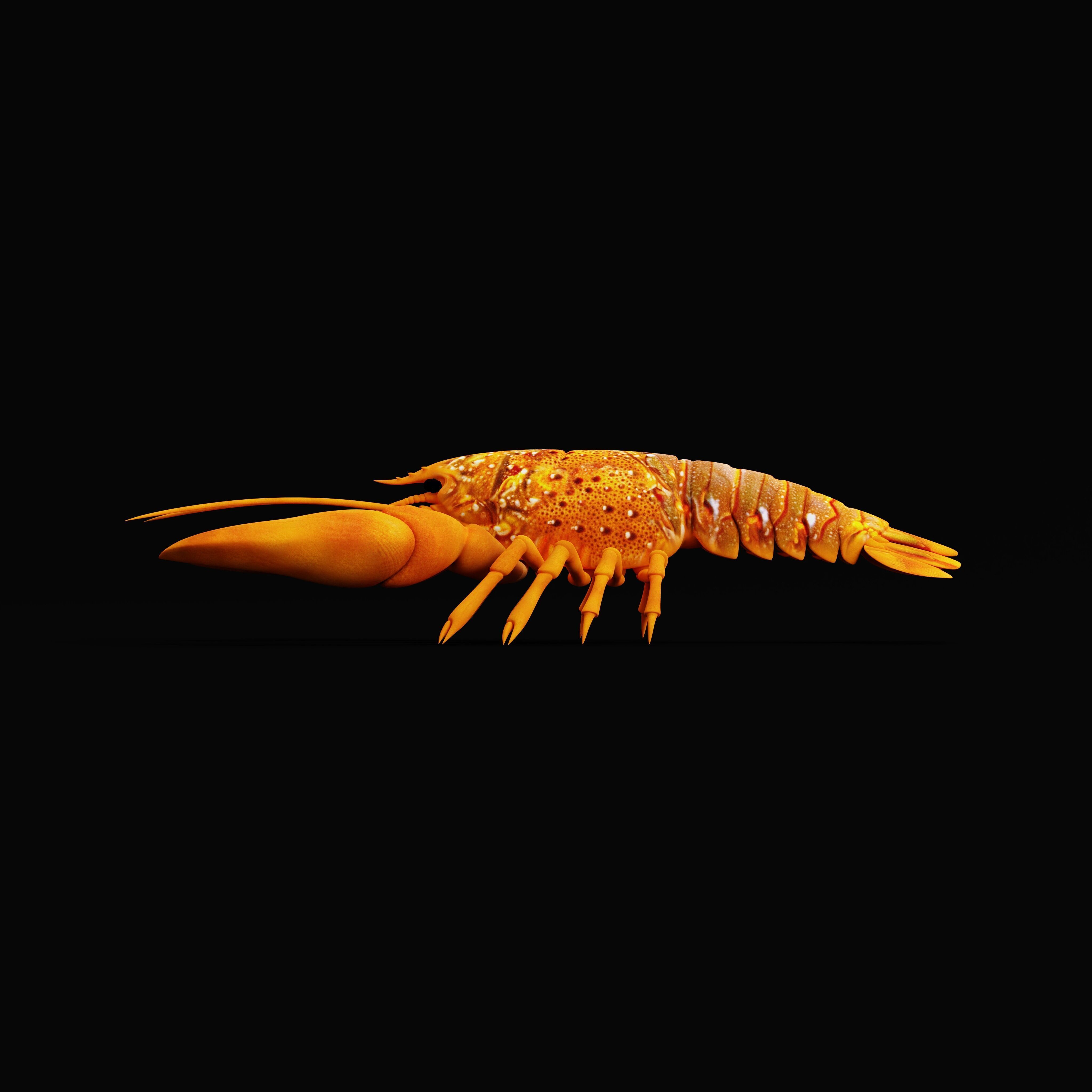 American Lobster Low-poly 3D model_36