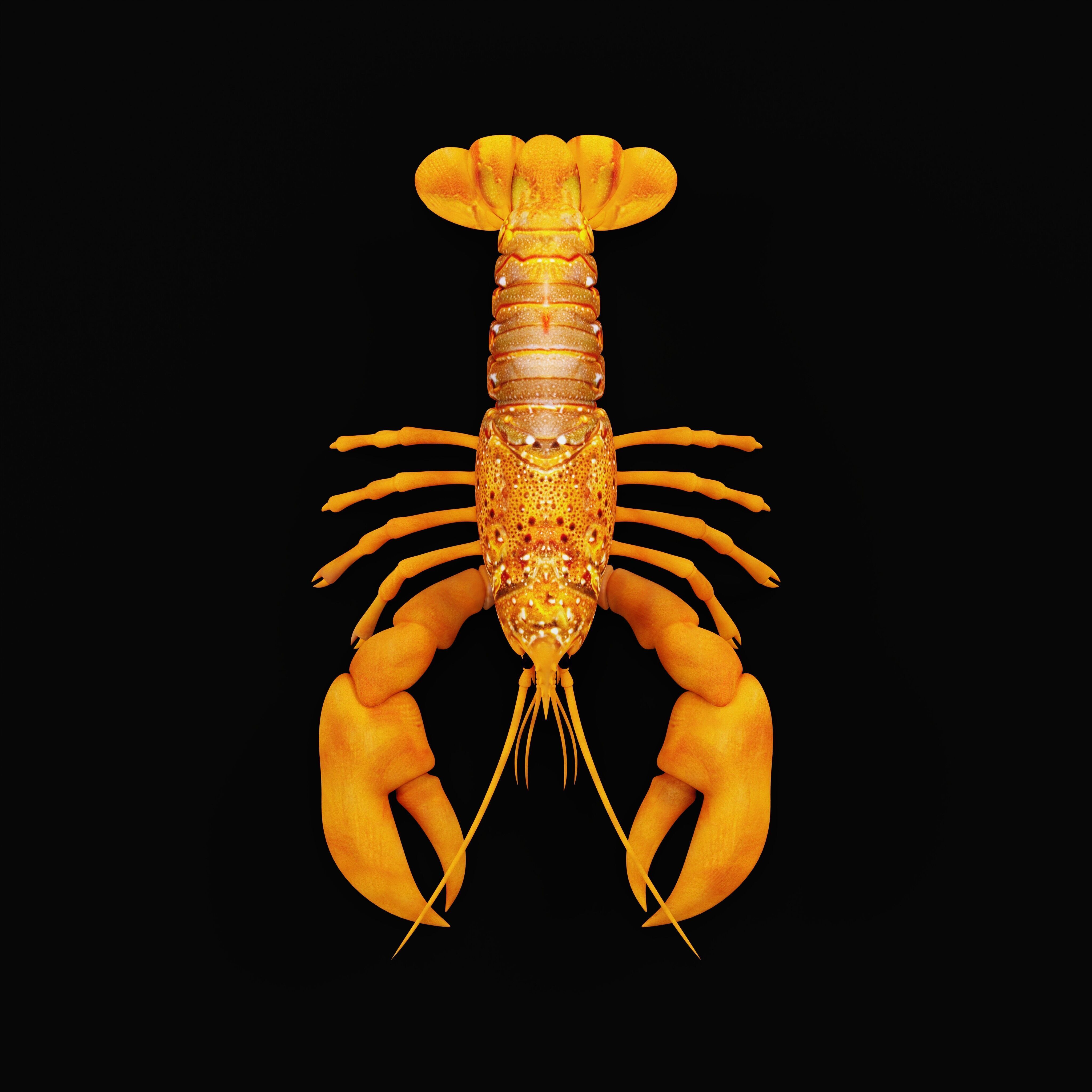 American Lobster Low-poly 3D model_35