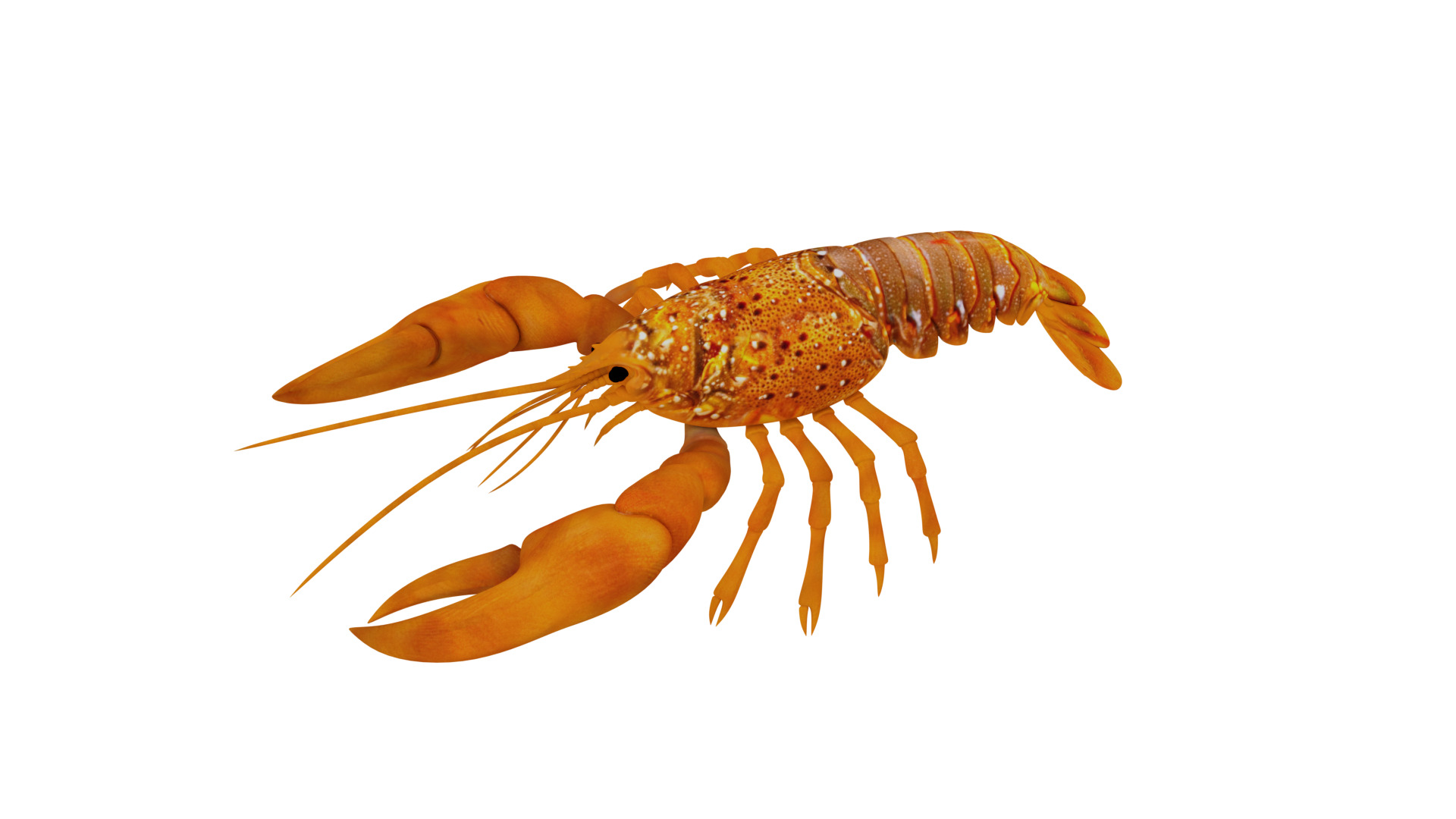 American Lobster Low-poly 3D model_3