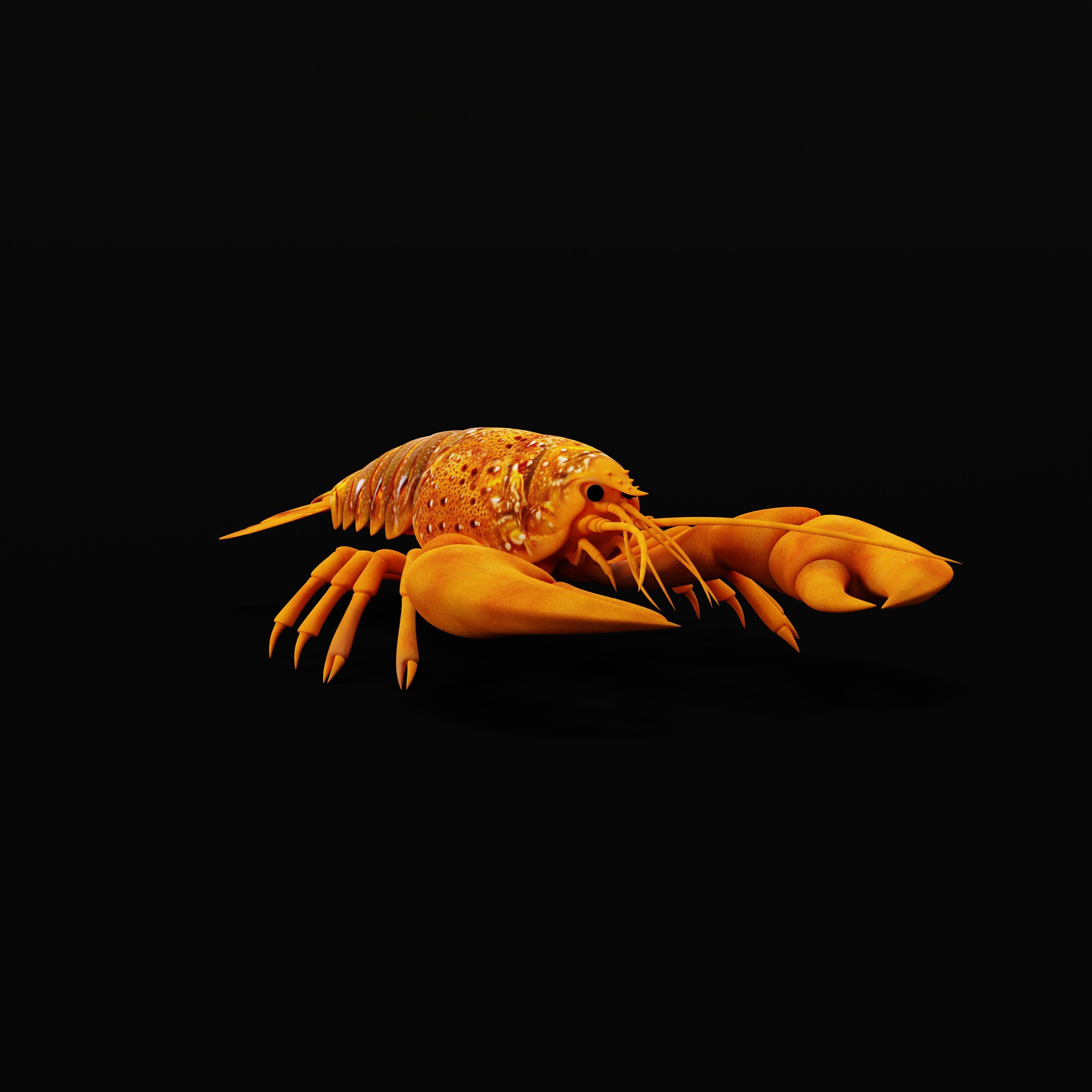 American Lobster Low-poly 3D model_38