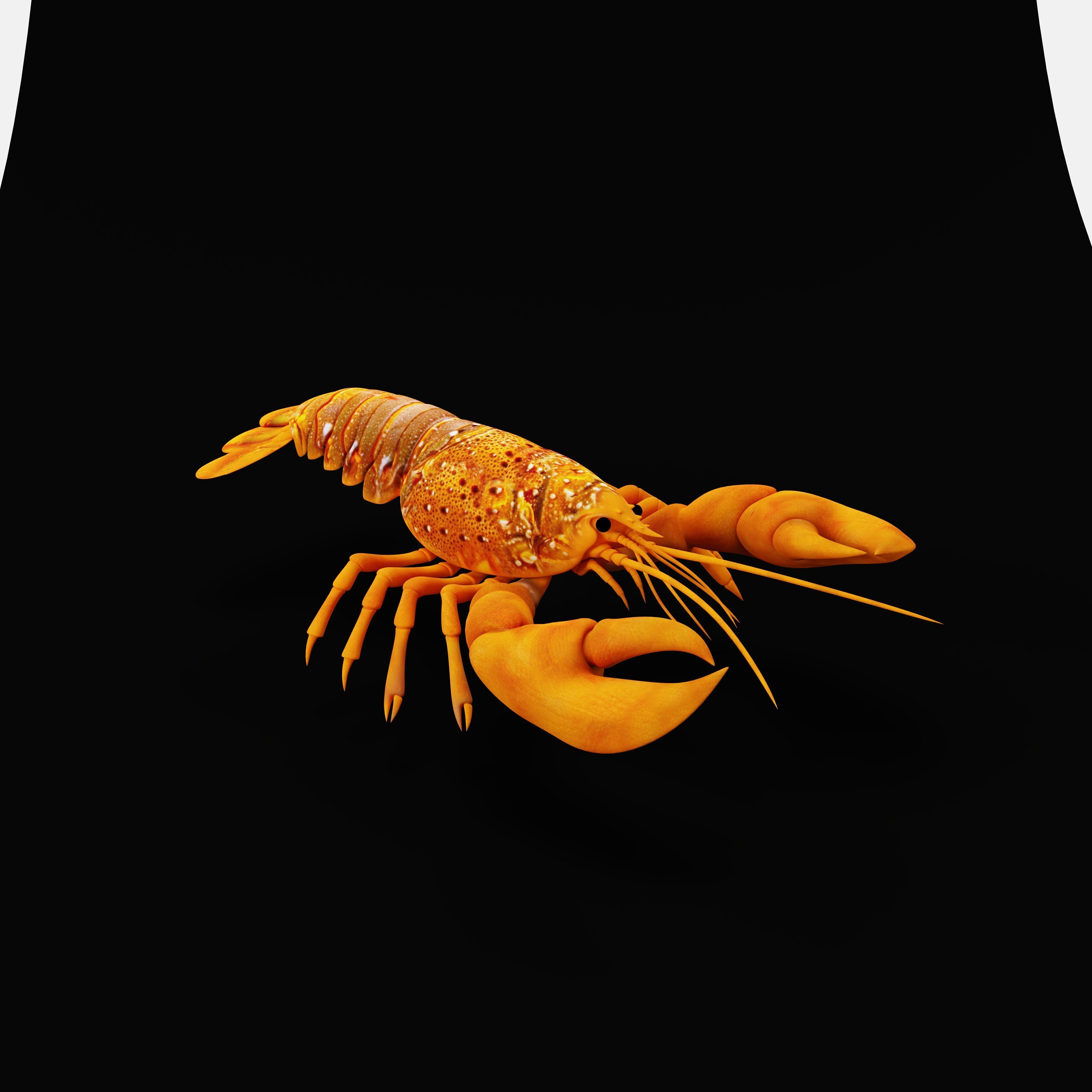 American Lobster Low-poly 3D model_39