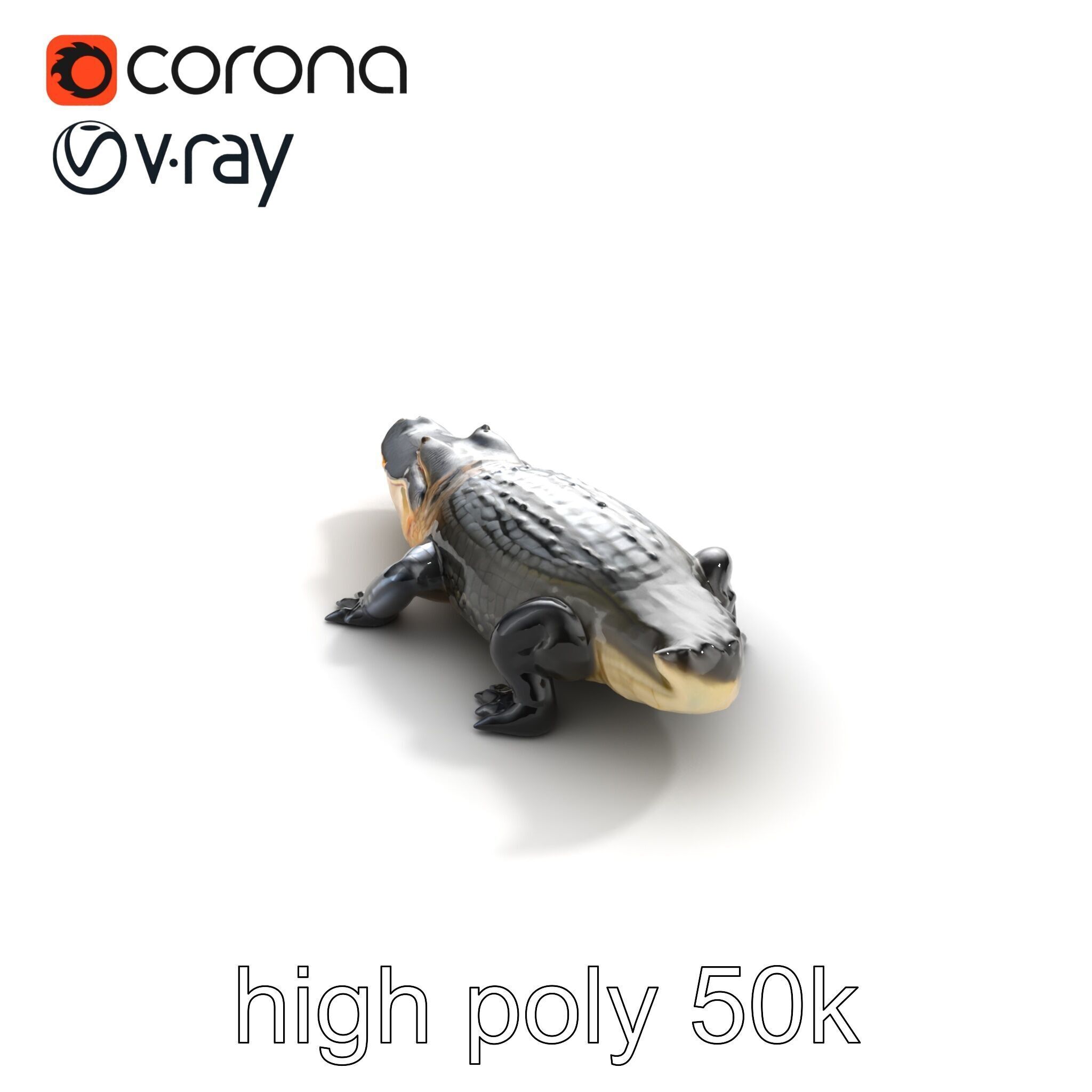 American Alligator D Model Pack with Detailed Textures Low-poly 3D model_22