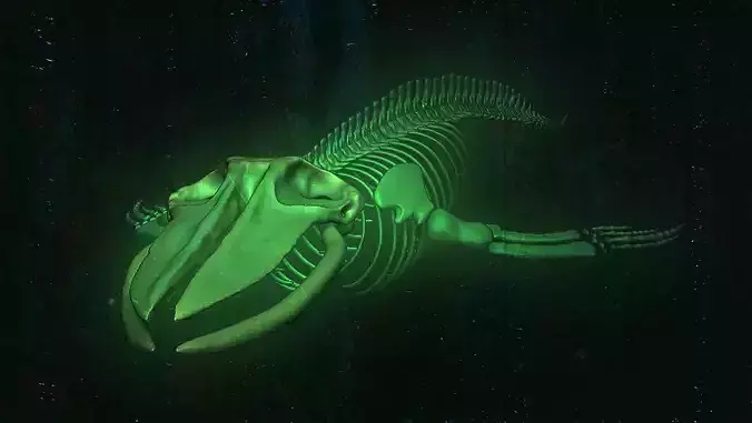 Whale Skeleton - Bake Kujira - Bones 