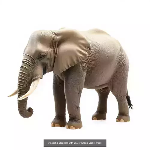 Elephant Portrait Series 3D Model Collection