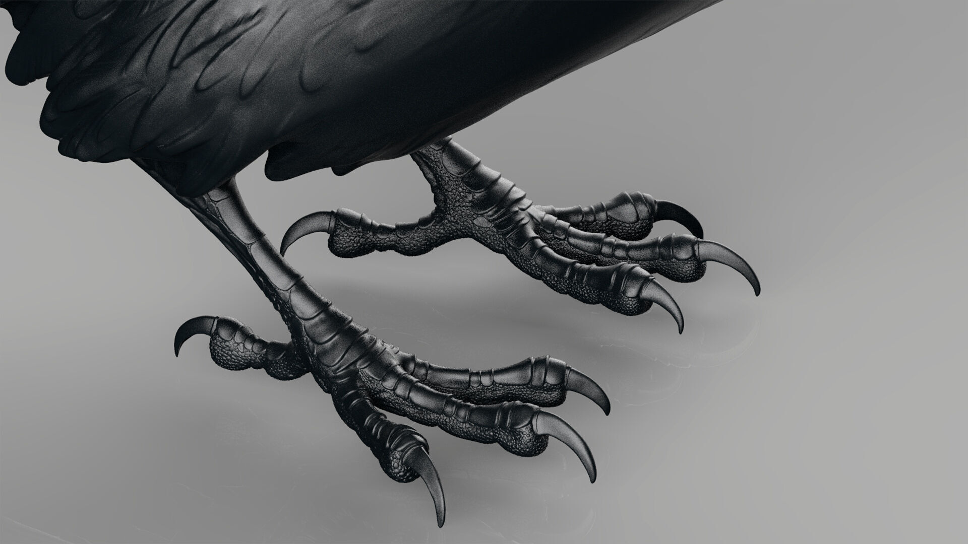 Crow looking back 3D print model_3