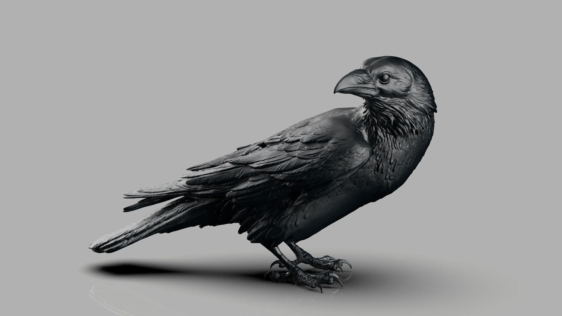 Crow looking back 3D print model_2