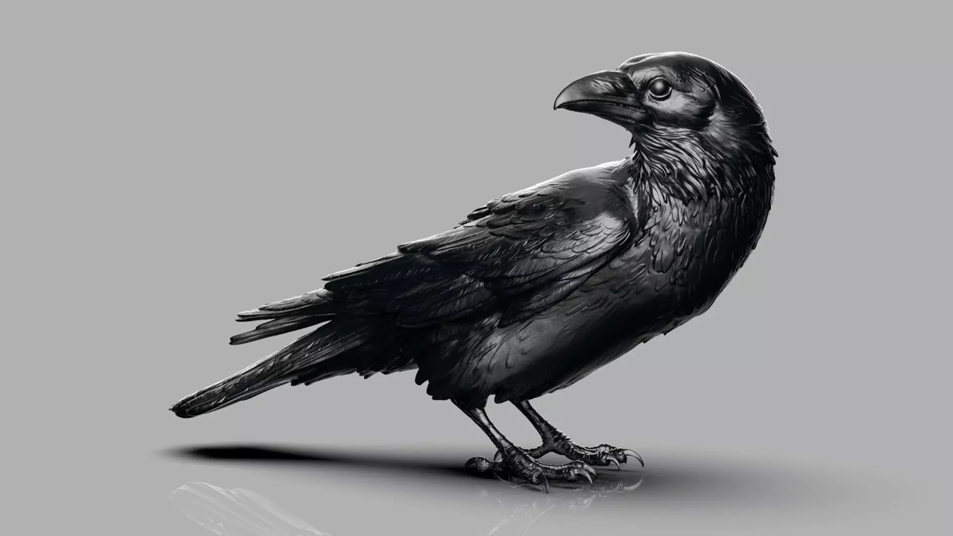 Crow looking back 3D print model_0