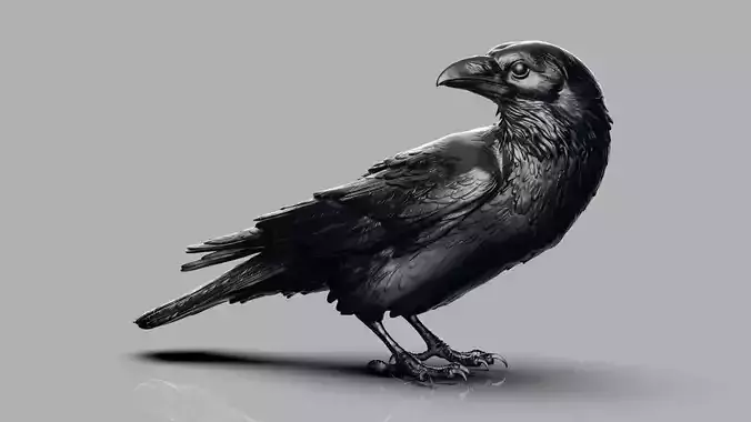 Crow looking back 3D print model