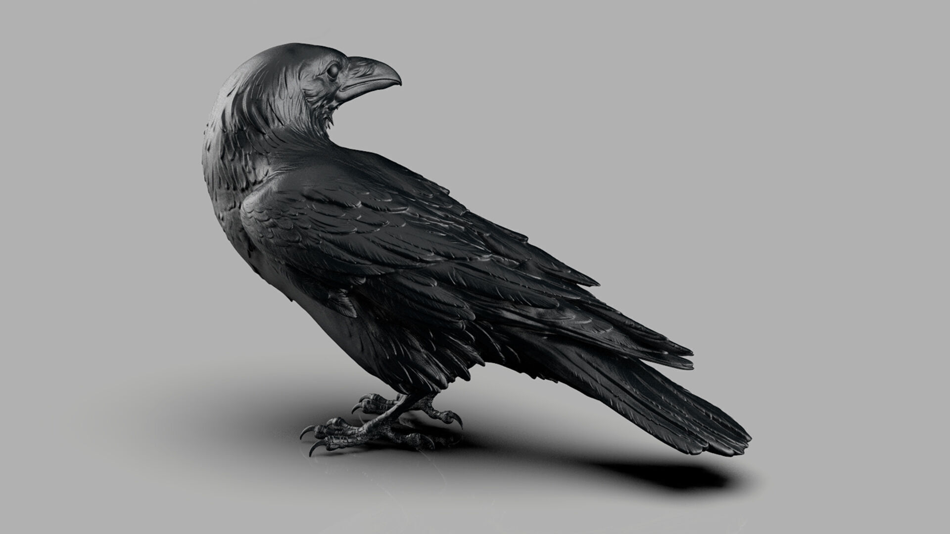 Crow looking back 3D print model_1