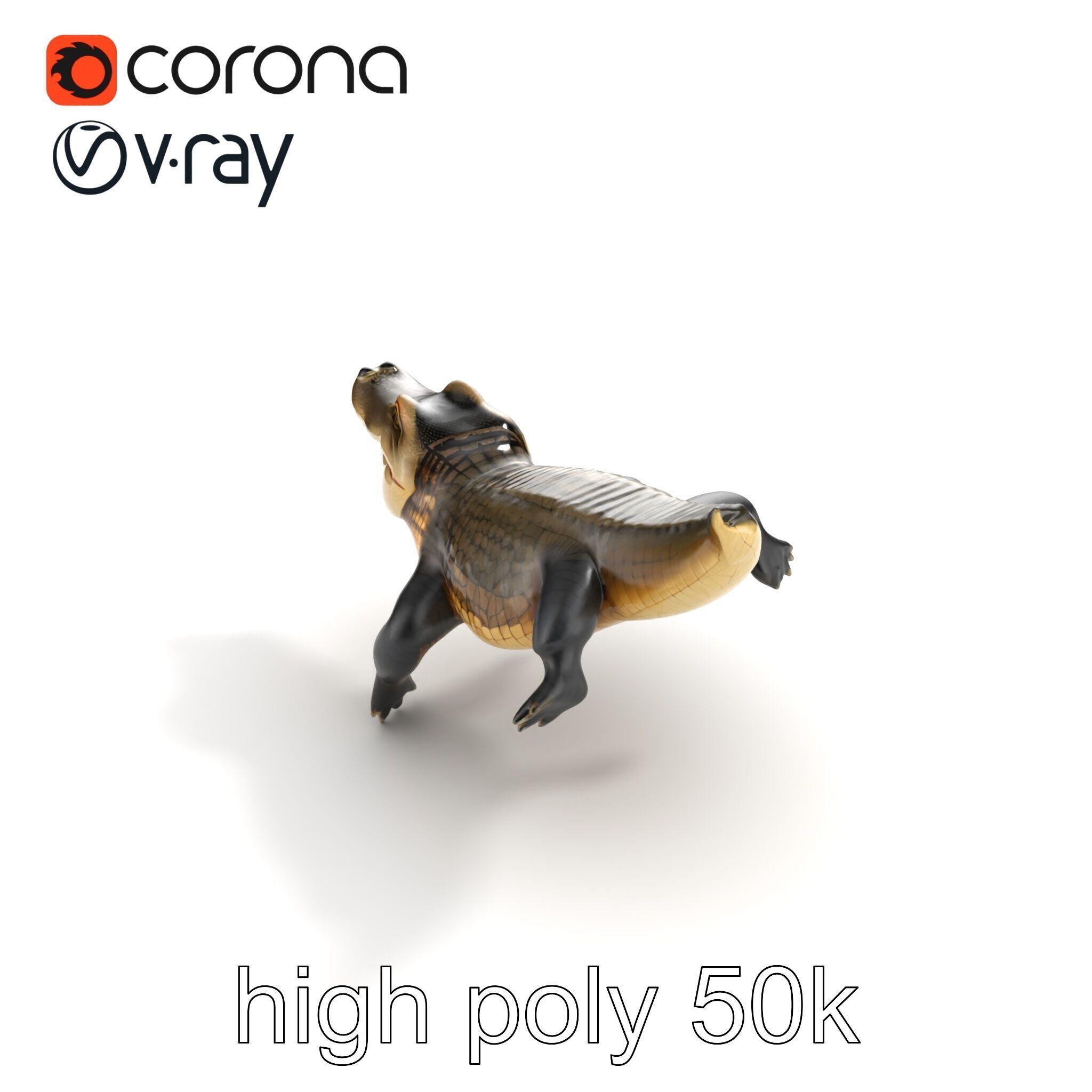 Alligator Broad Snout Realistic Sculpture model pack Low-poly 3D model_13