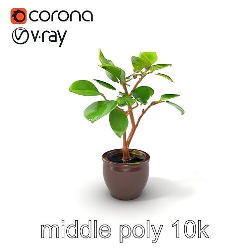 Ficus Lyrata Young Leaves Model Pack Low-poly 3D model