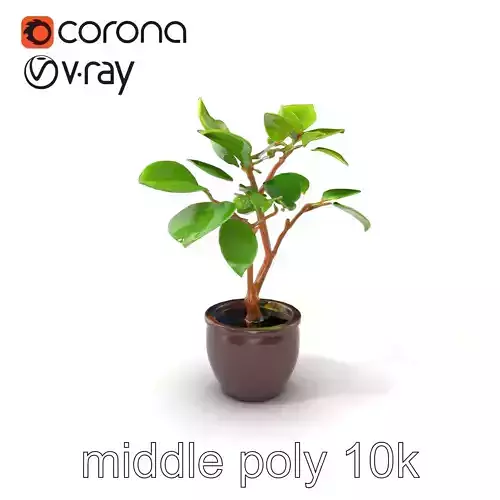 Ficus Lyrata Young Leaves Model Pack