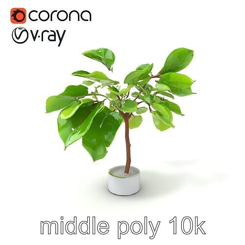 Ficus Lyrata Modern Interior Plant model pack Low-poly 3D model