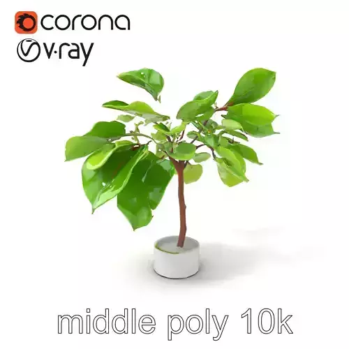 Ficus Lyrata Modern Interior Plant model pack